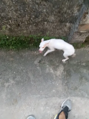 Pincher branco
