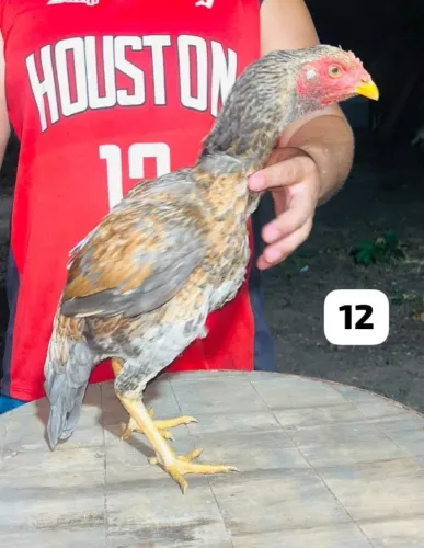 Aves