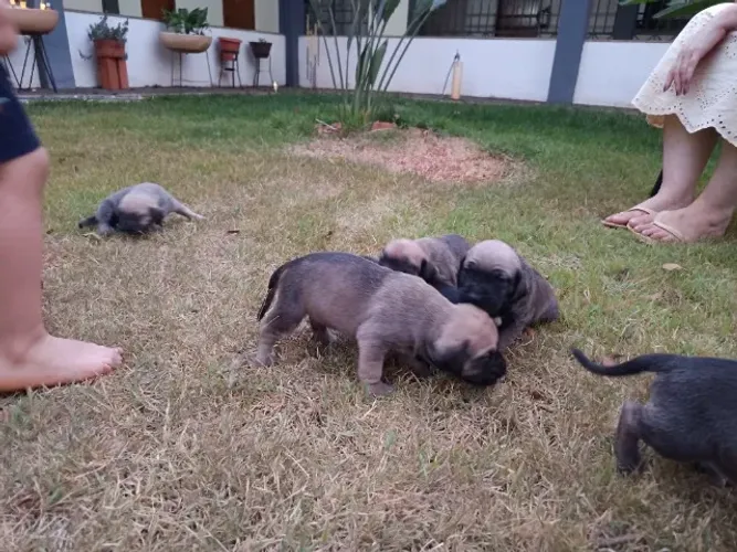 Fila Brasileiro Filhote