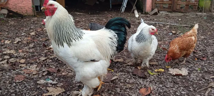 Vendo ovos galados galinhas brahma light