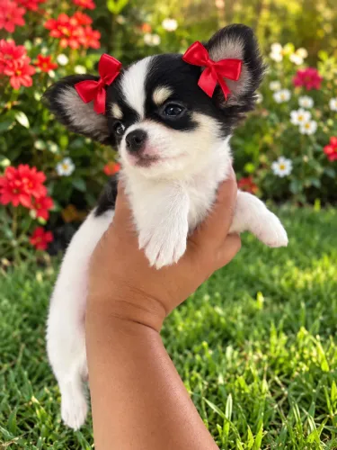 Chihuahua Fêmea