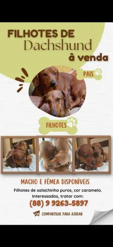 Vende-se filhotes de Salsichinha