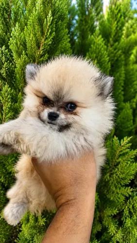 Lulu da Pomerania filhote Macho disponível