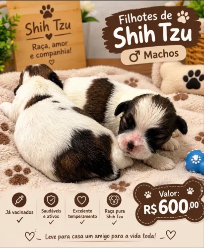 Cachorro ( Shih Tzu)