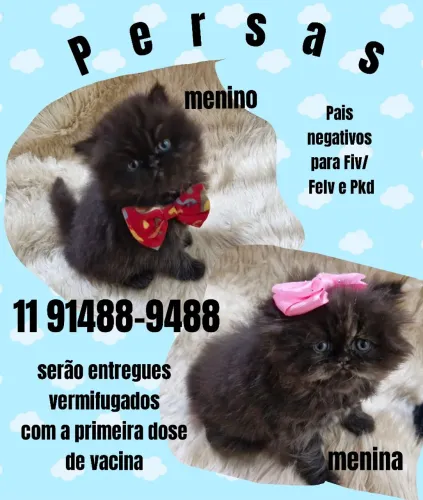 Gato persa