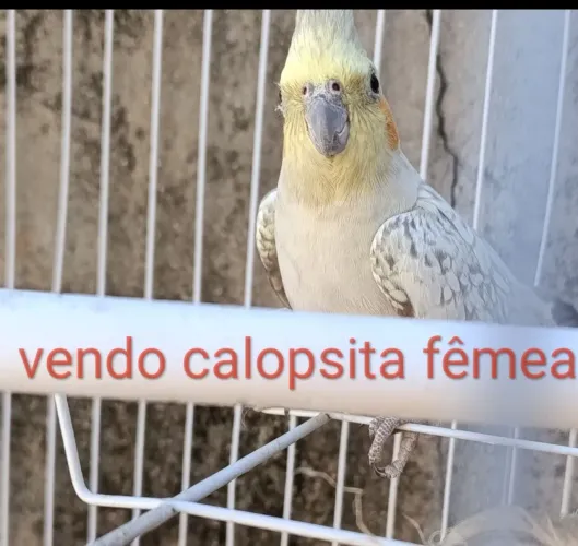 Gaiola