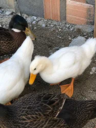 Marreco de Pequim com um pouco de pompom não troco por galinhas nem galo