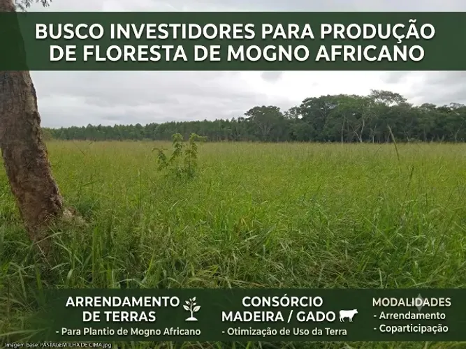 ARRENDAMENTO OU COPARTICIPAÇÃO PARA PLANTIO DE MOGNO AFRICANO