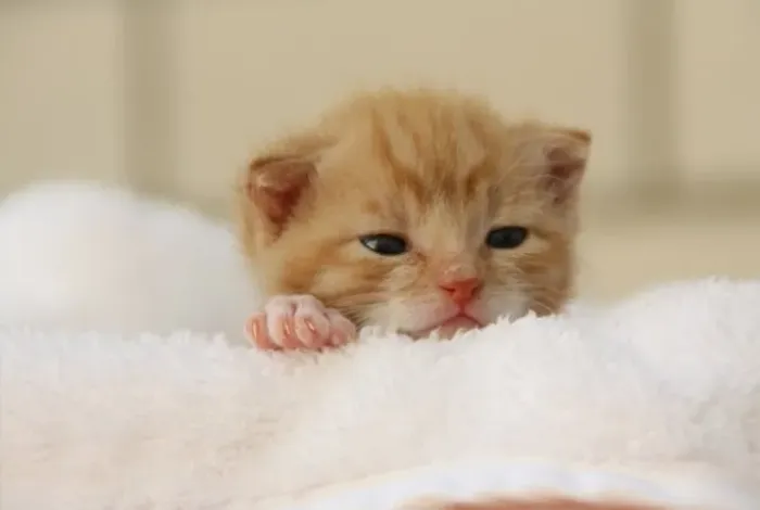 PROCURA-SE GATO LARANJA FILHOTE PARA ADOTAR
