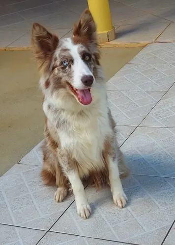 Border Collie Fêmea