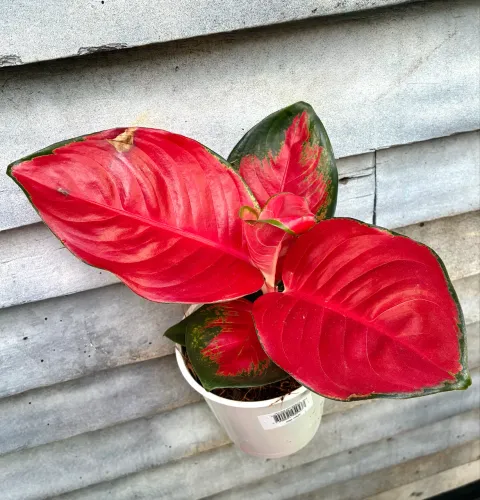 Aglaonema chilli red 