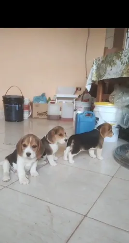 Filhote de beagle