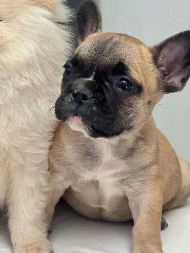 Buldogue Francês fêmea  