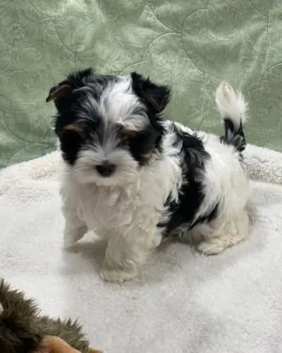Pequeno no porte, gigante no afeto: Biewer Terrier à venda