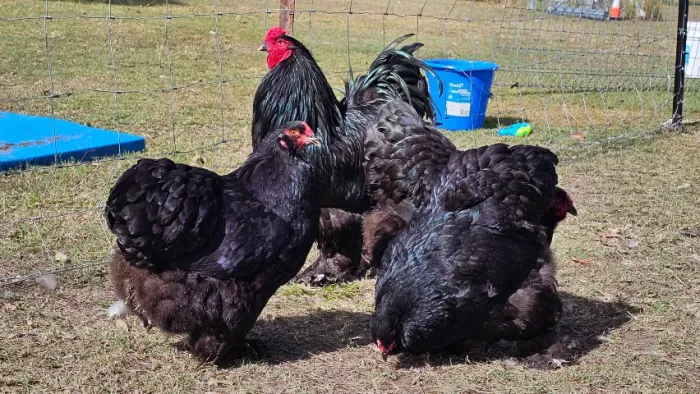 Ovos de galinhas da raça brahma black!