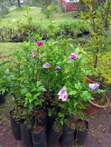 Somos Produtores Hibisco para Cerca Viva