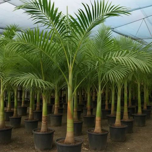 Palmeira Real 3 mts 180.00