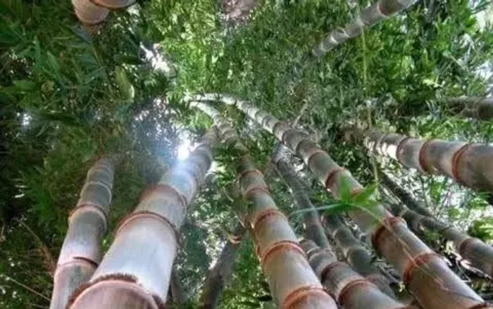 Bambu Gigante para Jardim ou Paisagismo