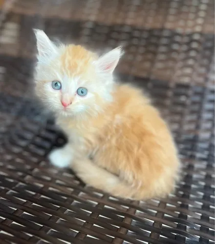 Adorável Maine coon red - Havila filhotes 