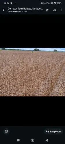 Fazenda de arrendamento 1.200hec em Ribeirão da cascalheira MT. 1.000 plantando