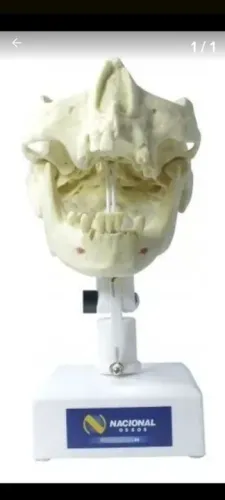 Manequim de Implante Modelo 4005T