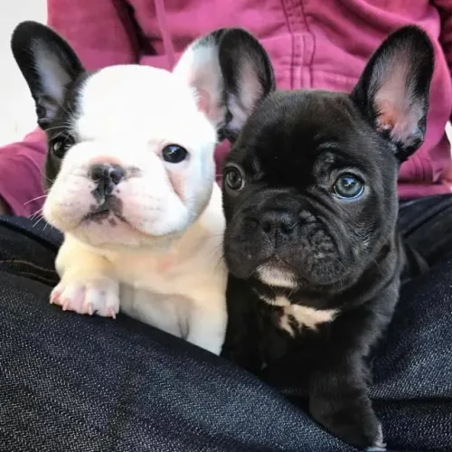 Bulldog frances filhote de criador