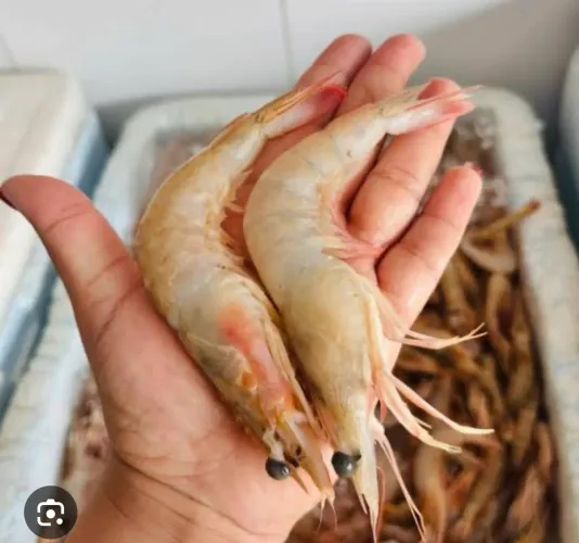 Trabalhamos com camarões e frutos do mar.