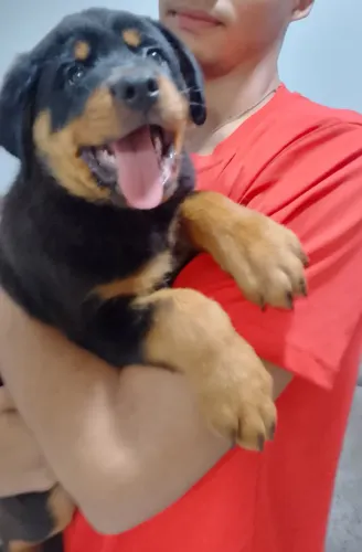 Filhote de Rottweiler Macho de Alto Padrão