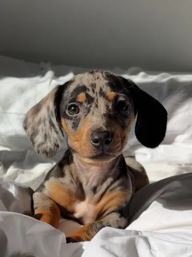 Dachshund Encantando Com Seu Jeito Especial