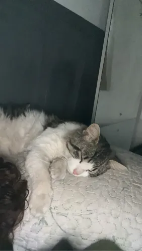 Doa-se Gato