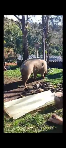 Porco cachaço
