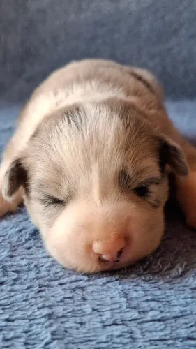 Fêmea blue merle