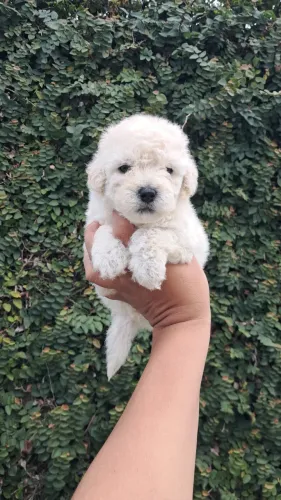 Lindo machinho de poodle toy