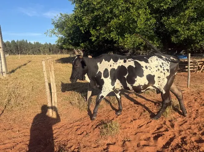 Vacas leiteiras