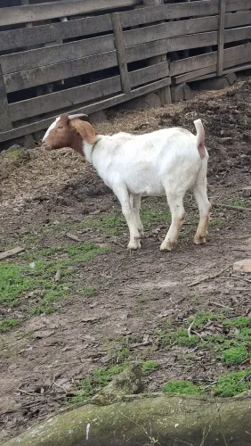 Cabras prenhas