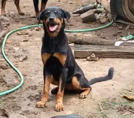 Rottweiler fêmea