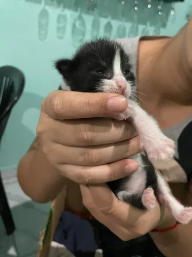 Gatinha frajola para adoção