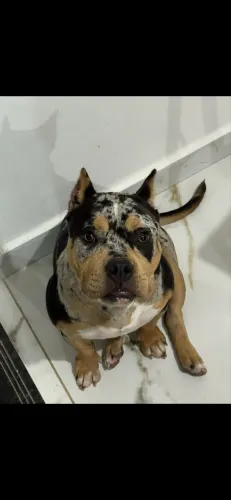 American Bully