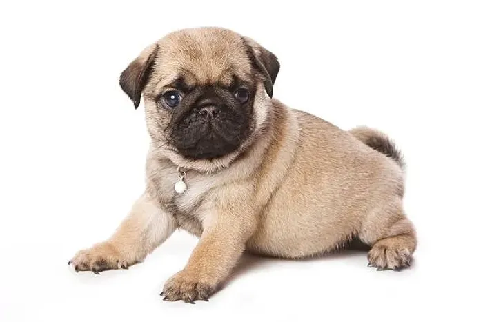 Pug Filhote Para Quem Procura Um Pequeno Companheiro