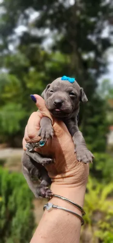 Galgo ITALIANO Fêmea Cinza