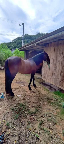Cavalo mangalarga 