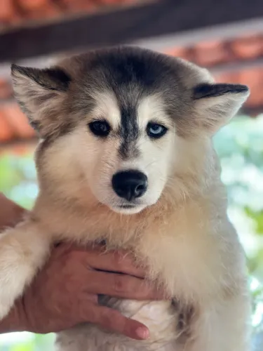 Pomsky Macho