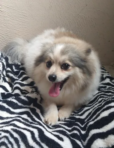 Spitz Alemão Fêmea adulta