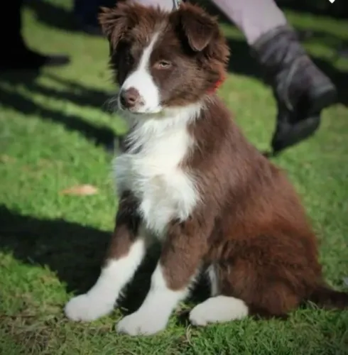 Border Collie Alegria que se mostra discreta