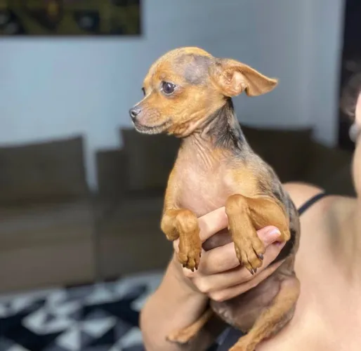 Pinscher Vacinado e Vermifugado