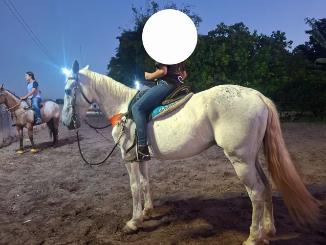 Vendo cavalo de esquerda 