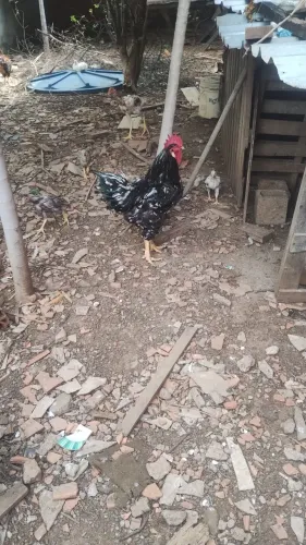 Ovos galado de galinha sertanejo balão 