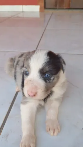 Border Collie Merle