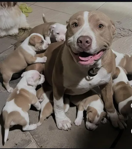 Vendo Filhotes de Pitbull Apartir de 300