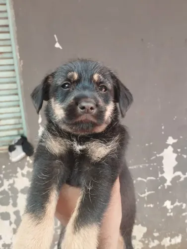 Cachorrinhos para doação